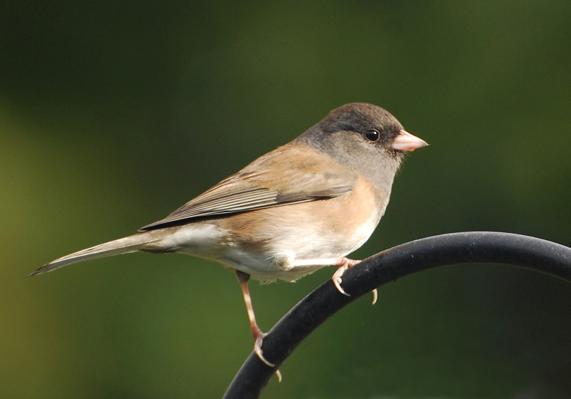 Female Junco on curved pipe