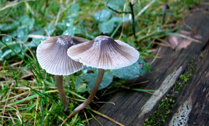 Umbrella Mushrooms?