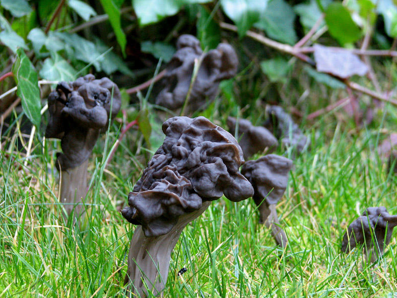 Black Mushrooms
