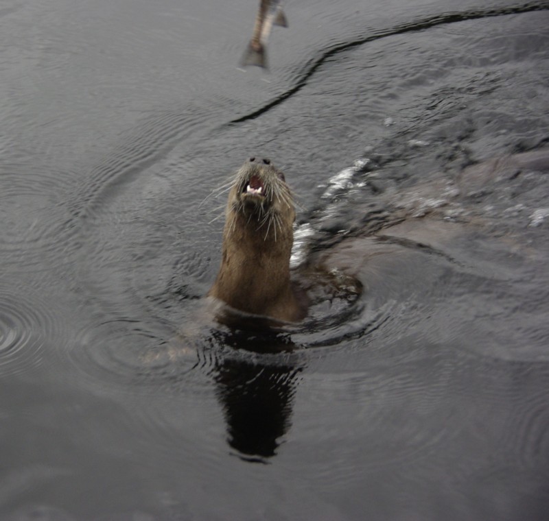 An Otter going for his lunch