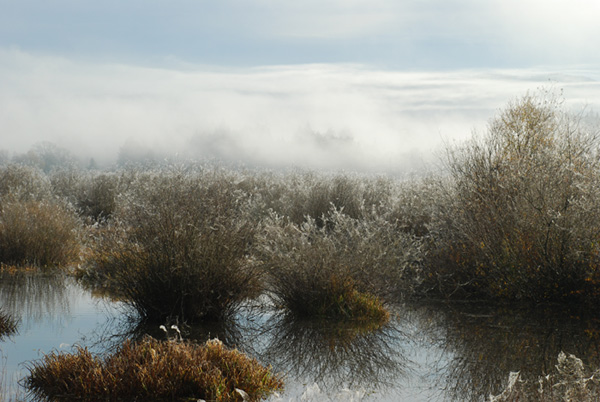 somenoes marsh spider heaven