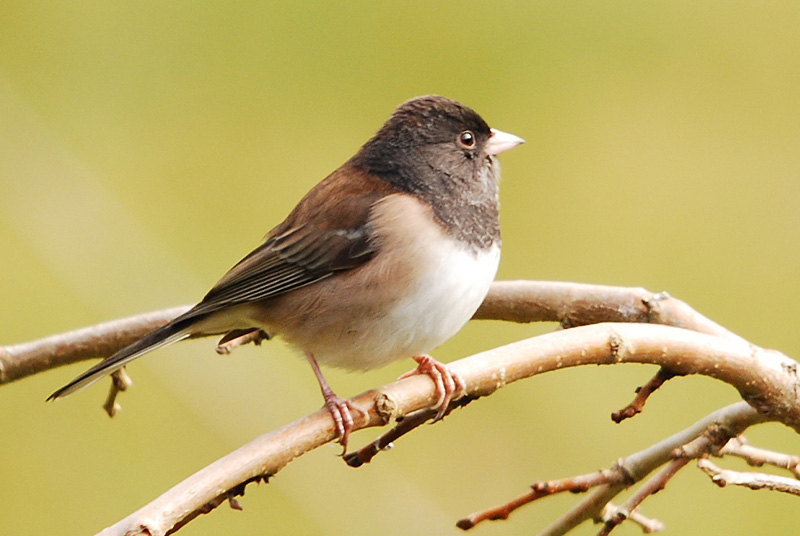 Female Junco on weeping mulberry