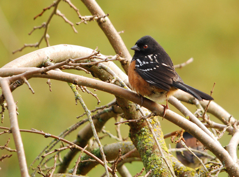 Spotted Towhee on weeping mulberry