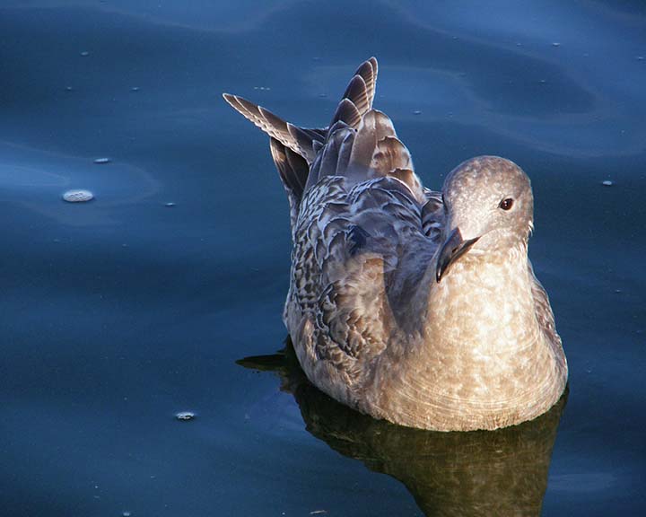 Immature Gull