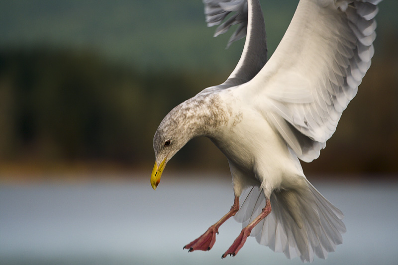 Seagull Landing