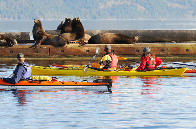 Kayakers close in on sea lions - DE