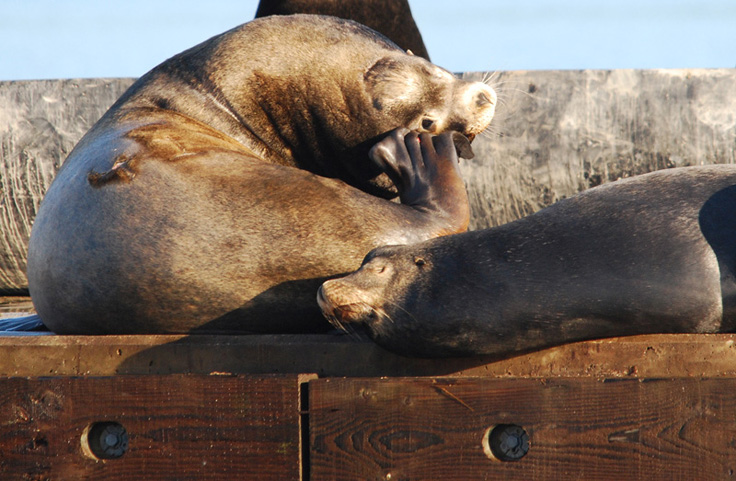 Sealions -- Itchy and Sleepy - DE