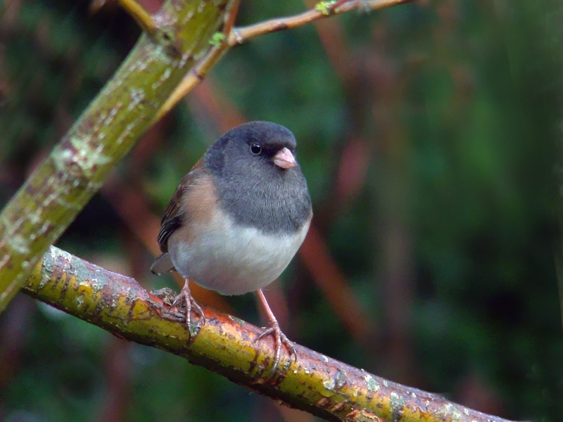 Junco - DE