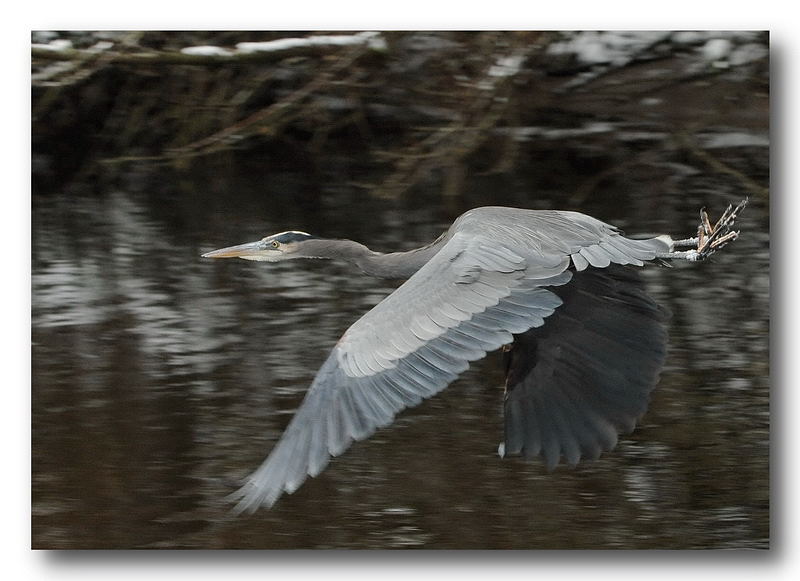 Herron in Flight