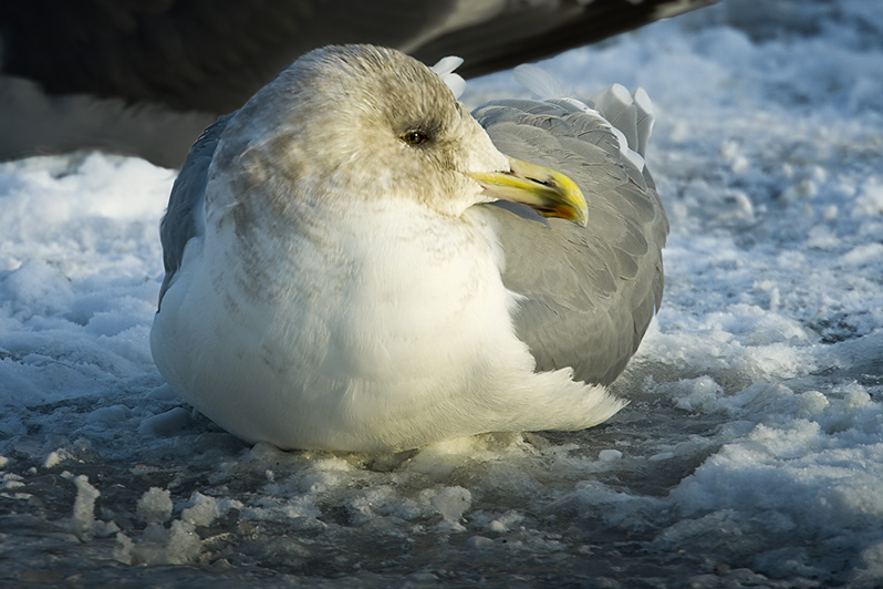 Gull at Rest