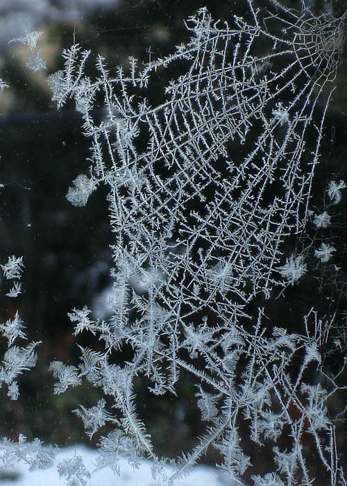 Frosty Web - Another Angle