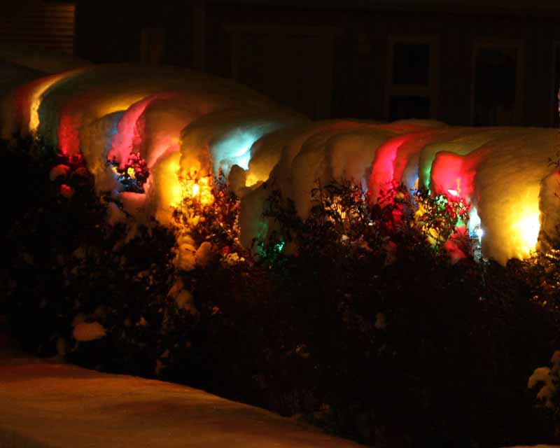 Snow covered Hedge