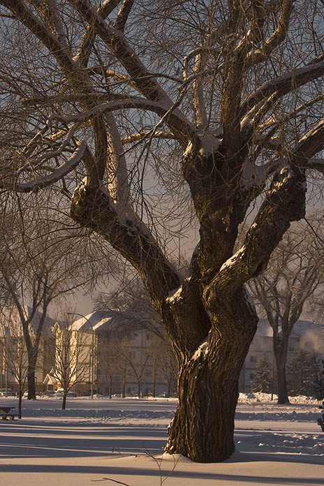 Tree in Legacy Park