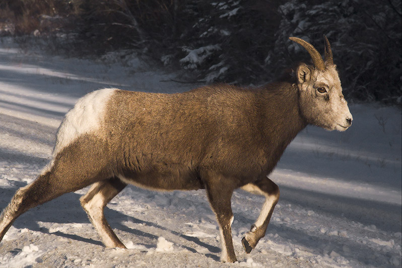 Bighorn Sheep