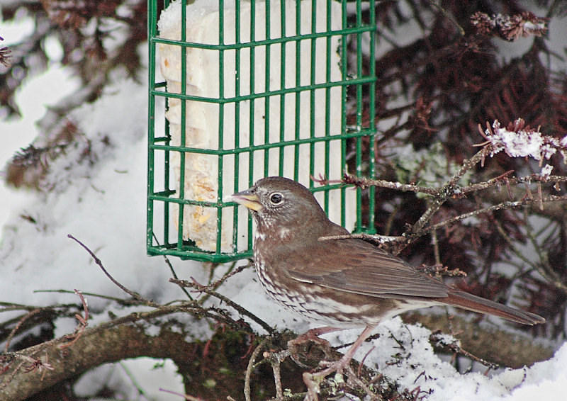 Fox sparrow at suet feeder