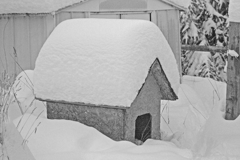  Snow on dog house
