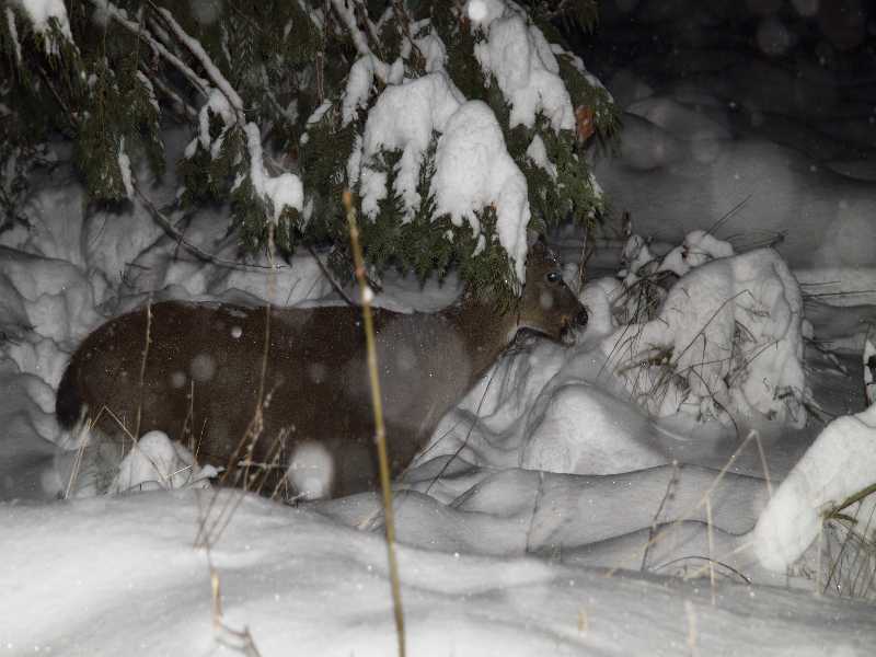 Deer in hiding #3