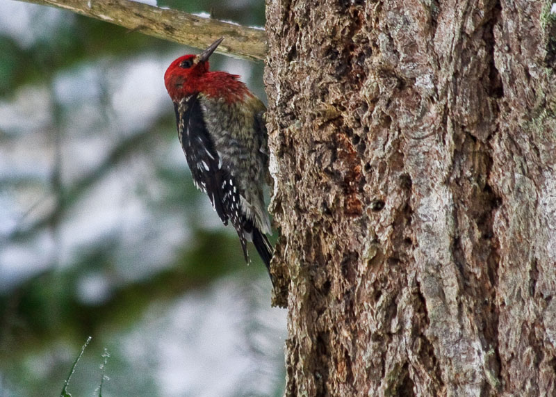 woodpecker