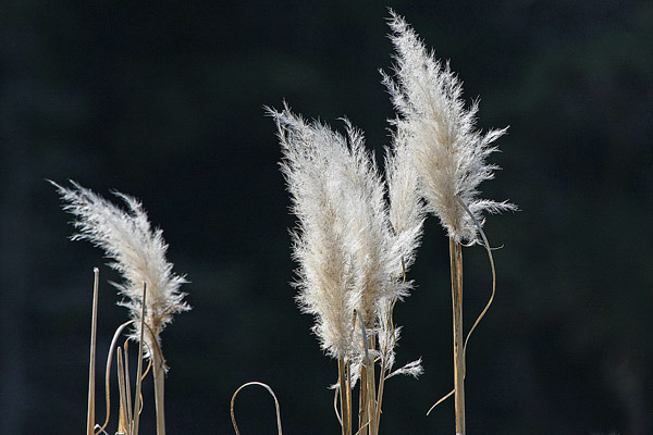 Bird nesting Material