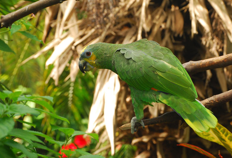 Green Parrot camouflaged by surroundings