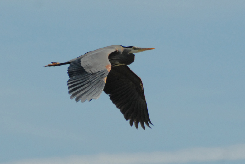 Blue Heron