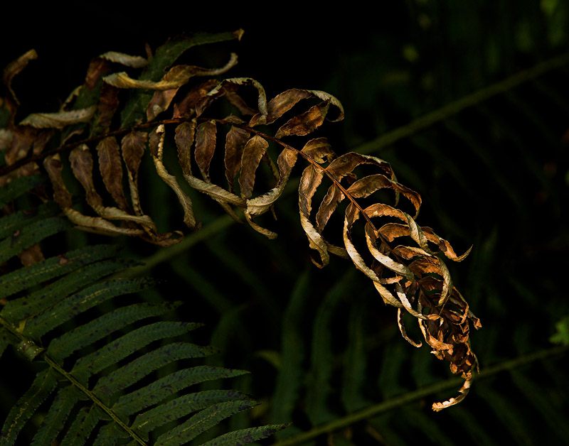 Arching Frond