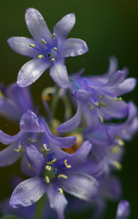 Tricky little blue flowers