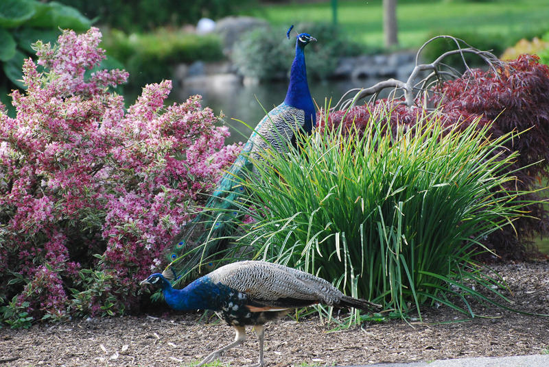 Peacocks in the bushes