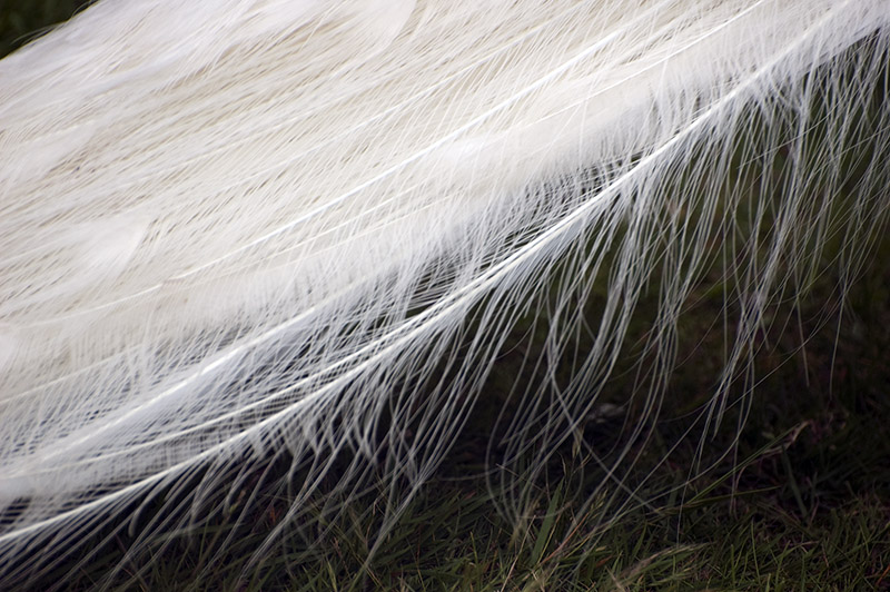 Albina Peacock Feathers