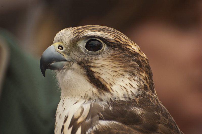 Perigine Falcon