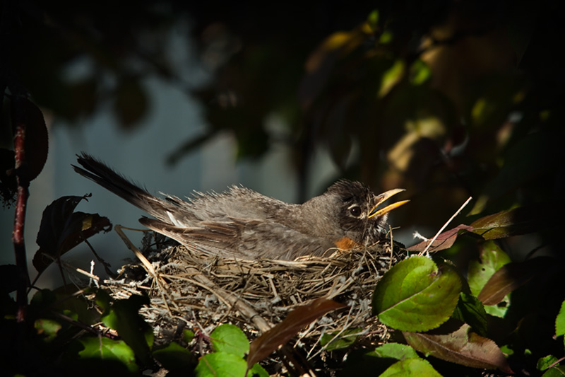 Robin on Nest