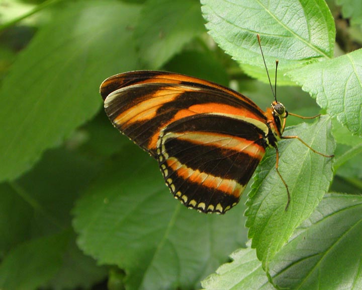 Butterfly Gardens