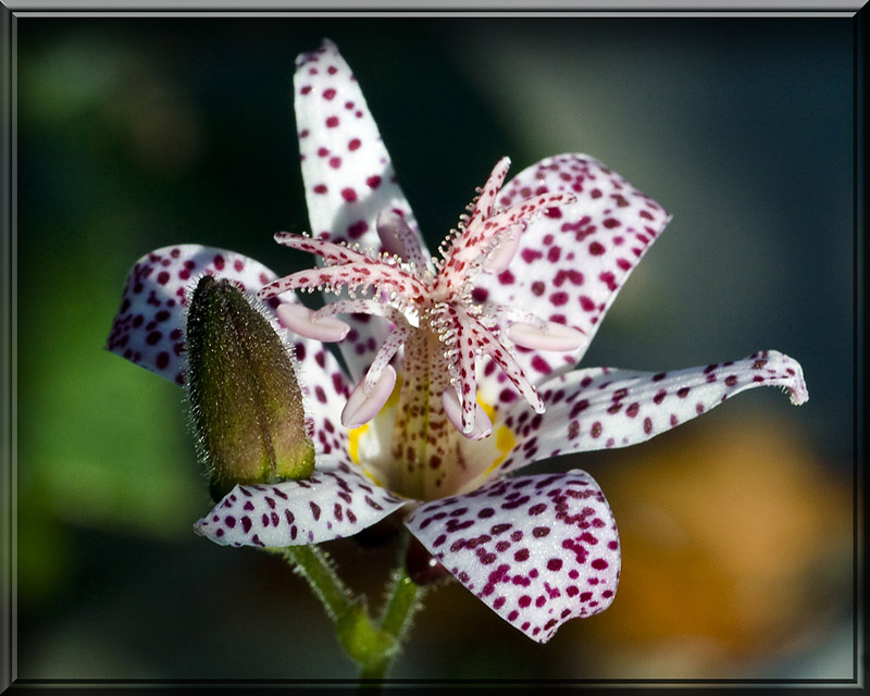 Orchid Lily