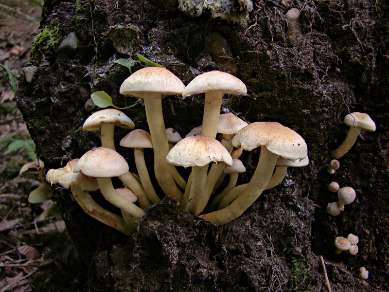 Mushrooms Eve's Park