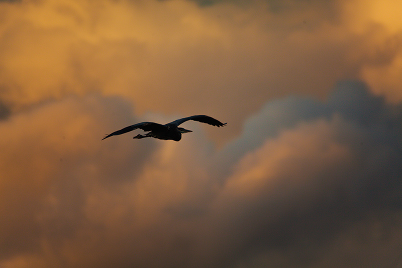 Heron - Evening Run