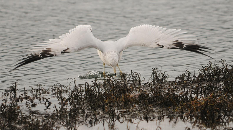 Ring-billed Gull Fishing for Crabs