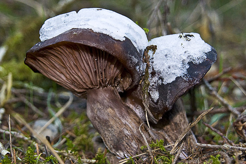 Ice Cap Mushrooms