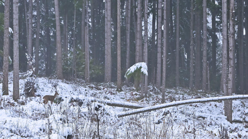 Looking for food in the snow covered forest.