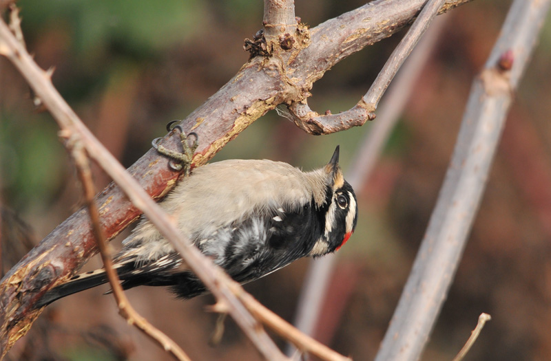 Male Downy Woodpecker working upside down