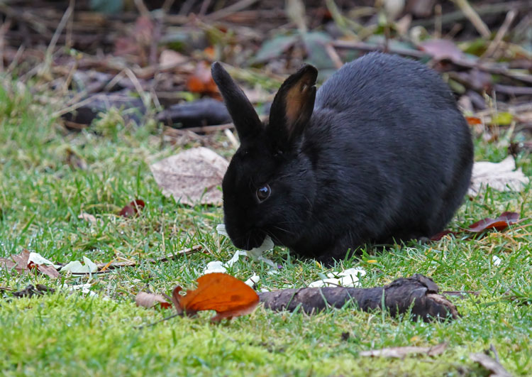 An Afternoon Snack