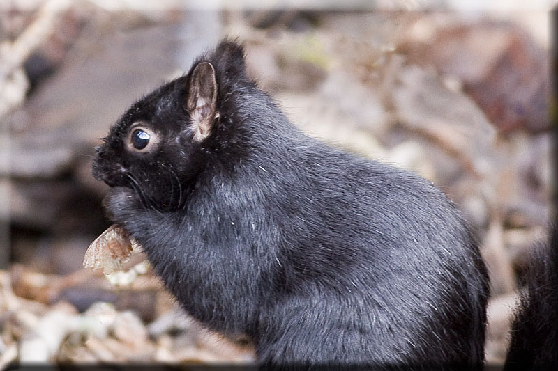 Black Squirrel