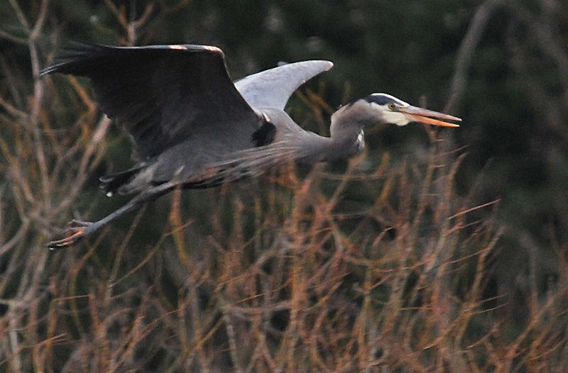 Blue Heron landing in the marsh