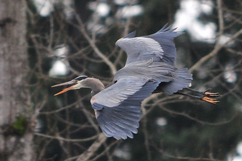 Blue Heron heading for the marsh