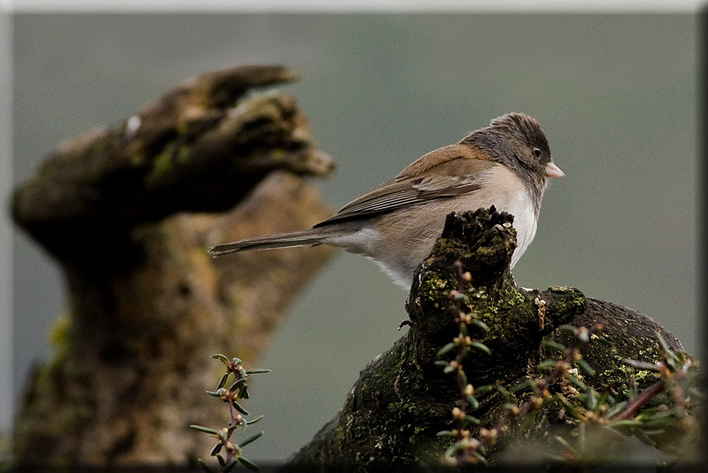 Perched Junco