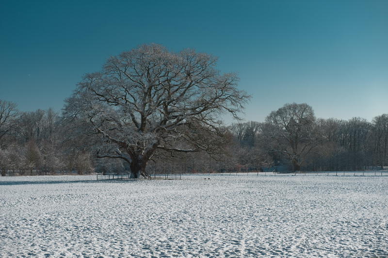 Tree- Scape