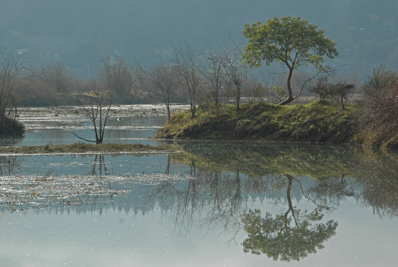 Estuary Tree