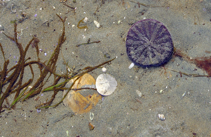 Sand Dollars