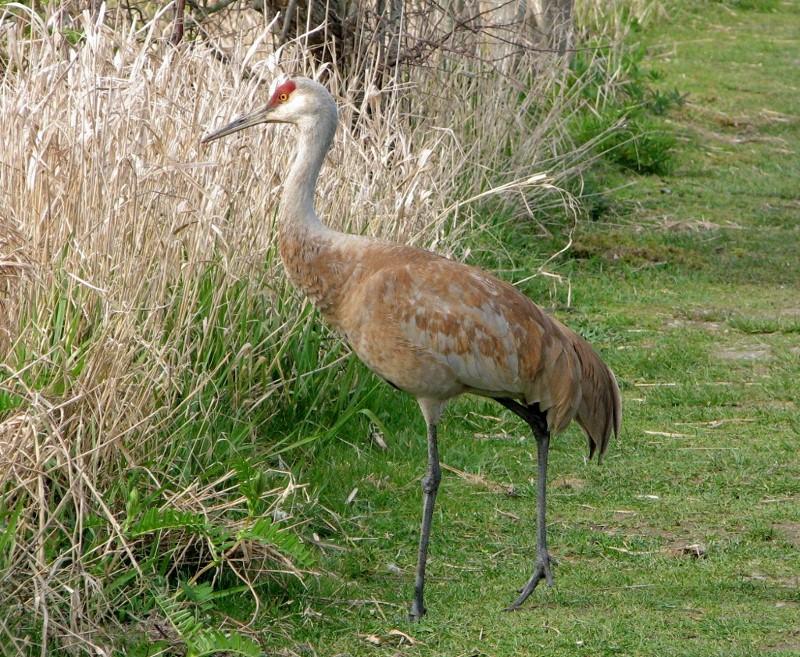 Sandhill Crane