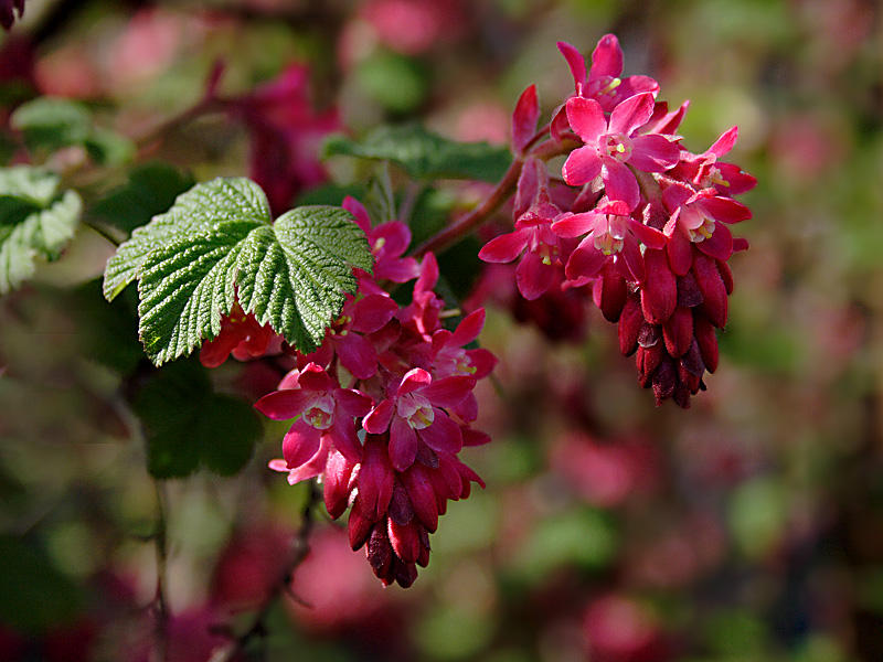 Red-flowering Currant