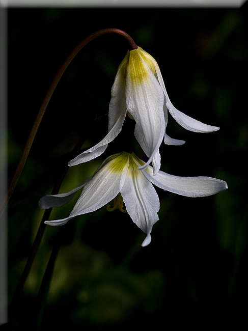 Two Fawn Lilies